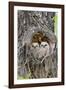 Wyoming, Grand Teton National Park, Great Horned Owlets in Nest Cavity-Elizabeth Boehm-Framed Photographic Print