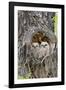 Wyoming, Grand Teton National Park, Great Horned Owlets in Nest Cavity-Elizabeth Boehm-Framed Photographic Print