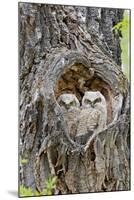 Wyoming, Grand Teton National Park, Great Horned Owlets in Nest Cavity-Elizabeth Boehm-Mounted Photographic Print