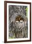 Wyoming, Grand Teton National Park, Great Horned Owlets in Nest Cavity-Elizabeth Boehm-Framed Photographic Print