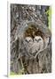 Wyoming, Grand Teton National Park, Great Horned Owlets in Nest Cavity-Elizabeth Boehm-Framed Photographic Print