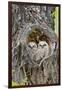 Wyoming, Grand Teton National Park, Great Horned Owlets in Nest Cavity-Elizabeth Boehm-Framed Photographic Print