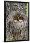 Wyoming, Grand Teton National Park, Great Horned Owlets in Nest Cavity-Elizabeth Boehm-Framed Photographic Print