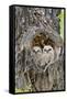 Wyoming, Grand Teton National Park, Great Horned Owlets in Nest Cavity-Elizabeth Boehm-Framed Stretched Canvas