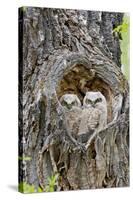 Wyoming, Grand Teton National Park, Great Horned Owlets in Nest Cavity-Elizabeth Boehm-Stretched Canvas