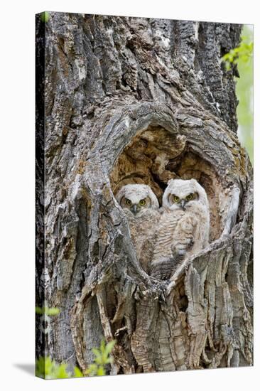 Wyoming, Grand Teton National Park, Great Horned Owlets in Nest Cavity-Elizabeth Boehm-Stretched Canvas