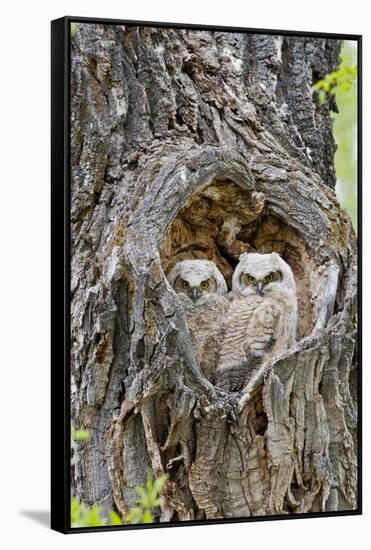 Wyoming, Grand Teton National Park, Great Horned Owlets in Nest Cavity-Elizabeth Boehm-Framed Stretched Canvas