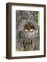 Wyoming, Grand Teton National Park, Great Horned Owlets in Nest Cavity-Elizabeth Boehm-Framed Photographic Print