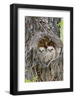 Wyoming, Grand Teton National Park, Great Horned Owlets in Nest Cavity-Elizabeth Boehm-Framed Photographic Print