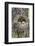 Wyoming, Grand Teton National Park, Great Horned Owlets in Nest Cavity-Elizabeth Boehm-Framed Photographic Print