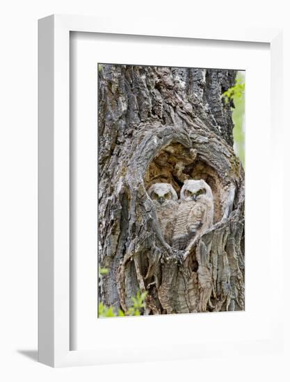 Wyoming, Grand Teton National Park, Great Horned Owlets in Nest Cavity-Elizabeth Boehm-Framed Photographic Print