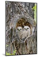 Wyoming, Grand Teton National Park, Great Horned Owlets in Nest Cavity-Elizabeth Boehm-Mounted Photographic Print