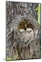 Wyoming, Grand Teton National Park, Great Horned Owlets in Nest Cavity-Elizabeth Boehm-Mounted Photographic Print