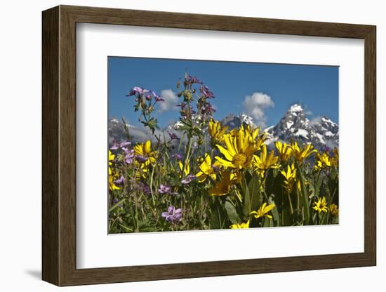 Wyoming, Grand Teton National Park. Mule's Ear and Sticky Geranium-Judith Zimmerman-Framed Photographic Print