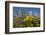 Wyoming, Grand Teton National Park. Mule's Ear and Sticky Geranium-Judith Zimmerman-Framed Photographic Print