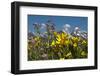 Wyoming, Grand Teton National Park. Mule's Ear and Sticky Geranium-Judith Zimmerman-Framed Photographic Print