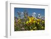 Wyoming, Grand Teton National Park. Mule's Ear and Sticky Geranium-Judith Zimmerman-Framed Photographic Print