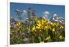 Wyoming, Grand Teton National Park. Mule's Ear and Sticky Geranium-Judith Zimmerman-Framed Photographic Print
