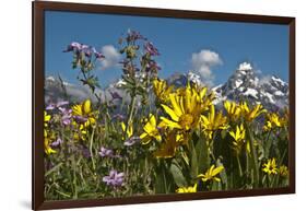 Wyoming, Grand Teton National Park. Mule's Ear and Sticky Geranium-Judith Zimmerman-Framed Photographic Print