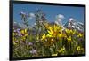 Wyoming, Grand Teton National Park. Mule's Ear and Sticky Geranium-Judith Zimmerman-Framed Photographic Print