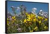 Wyoming, Grand Teton National Park. Mule's Ear and Sticky Geranium-Judith Zimmerman-Framed Stretched Canvas