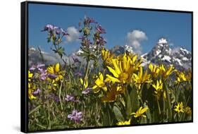 Wyoming, Grand Teton National Park. Mule's Ear and Sticky Geranium-Judith Zimmerman-Framed Stretched Canvas