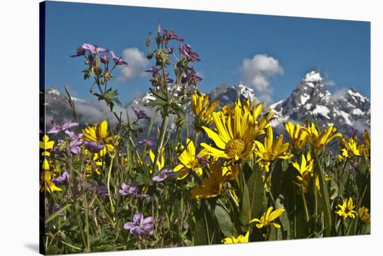 Wyoming, Grand Teton National Park. Mule's Ear and Sticky Geranium-Judith Zimmerman-Stretched Canvas