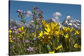 Wyoming, Grand Teton National Park. Mule's Ear and Sticky Geranium-Judith Zimmerman-Stretched Canvas