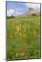 Wyoming, Grand Teton National Park, Spearhead Peak and Wildflower Meadow-Elizabeth Boehm-Mounted Photographic Print