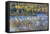 Wyoming, Grand Teton National Park. Swans and Forest Reflection in Lake-Jaynes Gallery-Framed Stretched Canvas