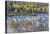 Wyoming, Grand Teton National Park. Swans and Forest Reflection in Lake-Jaynes Gallery-Stretched Canvas