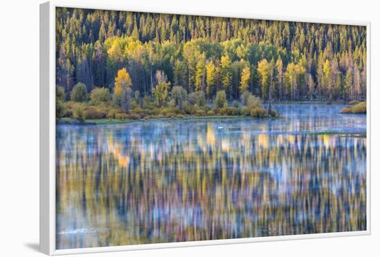 Wyoming, Grand Teton National Park. Swans and Forest Reflection in Lake-Jaynes Gallery-Framed Photographic Print