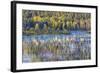 Wyoming, Grand Teton National Park. Swans and Forest Reflection in Lake-Jaynes Gallery-Framed Photographic Print