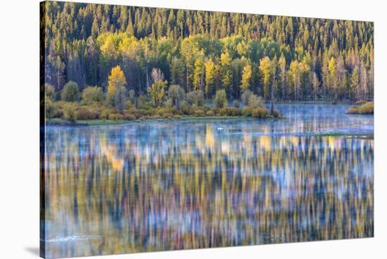 Wyoming, Grand Teton National Park. Swans and Forest Reflection in Lake-Jaynes Gallery-Stretched Canvas