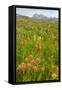 Wyoming, Grand Teton National Park, Wildflowers Along the Death Canyon Shelf-Elizabeth Boehm-Framed Stretched Canvas