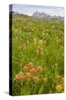 Wyoming, Grand Teton National Park, Wildflowers Along the Death Canyon Shelf-Elizabeth Boehm-Stretched Canvas