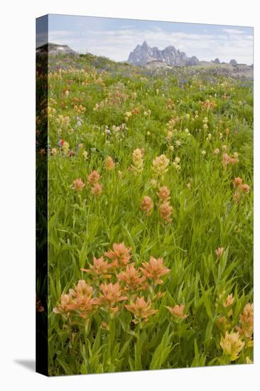 Wyoming, Grand Teton National Park, Wildflowers Along the Death Canyon Shelf-Elizabeth Boehm-Stretched Canvas