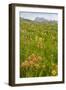 Wyoming, Grand Teton National Park, Wildflowers Along the Death Canyon Shelf-Elizabeth Boehm-Framed Photographic Print