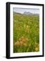 Wyoming, Grand Teton National Park, Wildflowers Along the Death Canyon Shelf-Elizabeth Boehm-Framed Photographic Print