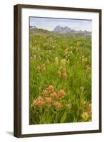 Wyoming, Grand Teton National Park, Wildflowers Along the Death Canyon Shelf-Elizabeth Boehm-Framed Photographic Print