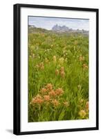 Wyoming, Grand Teton National Park, Wildflowers Along the Death Canyon Shelf-Elizabeth Boehm-Framed Photographic Print