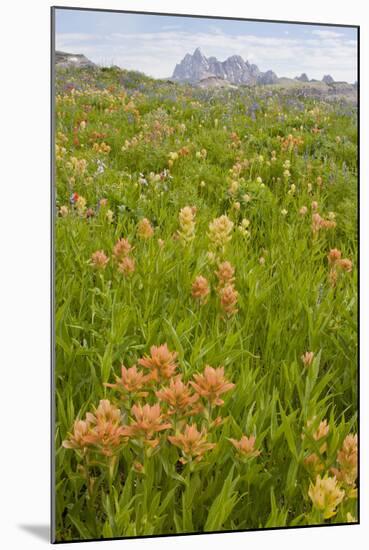 Wyoming, Grand Teton National Park, Wildflowers Along the Death Canyon Shelf-Elizabeth Boehm-Mounted Photographic Print