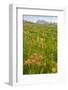 Wyoming, Grand Teton National Park, Wildflowers Along the Death Canyon Shelf-Elizabeth Boehm-Framed Photographic Print