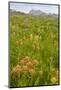 Wyoming, Grand Teton National Park, Wildflowers Along the Death Canyon Shelf-Elizabeth Boehm-Mounted Photographic Print