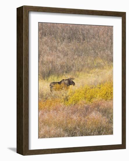 Wyoming, Grand Teton National Park. Willow Flats, bull moose-Jamie and Judy Wild-Framed Photographic Print