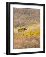 Wyoming, Grand Teton National Park. Willow Flats, bull moose-Jamie and Judy Wild-Framed Photographic Print