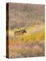 Wyoming, Grand Teton National Park. Willow Flats, bull moose-Jamie and Judy Wild-Stretched Canvas