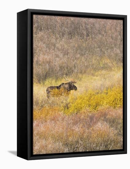 Wyoming, Grand Teton National Park. Willow Flats, bull moose-Jamie and Judy Wild-Framed Stretched Canvas