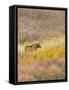 Wyoming, Grand Teton National Park. Willow Flats, bull moose-Jamie and Judy Wild-Framed Stretched Canvas