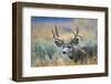 Wyoming, Grand Teton NP. A monster Mule Deer buck poses for a portrait shot of it's large antlers.-Elizabeth Boehm-Framed Photographic Print